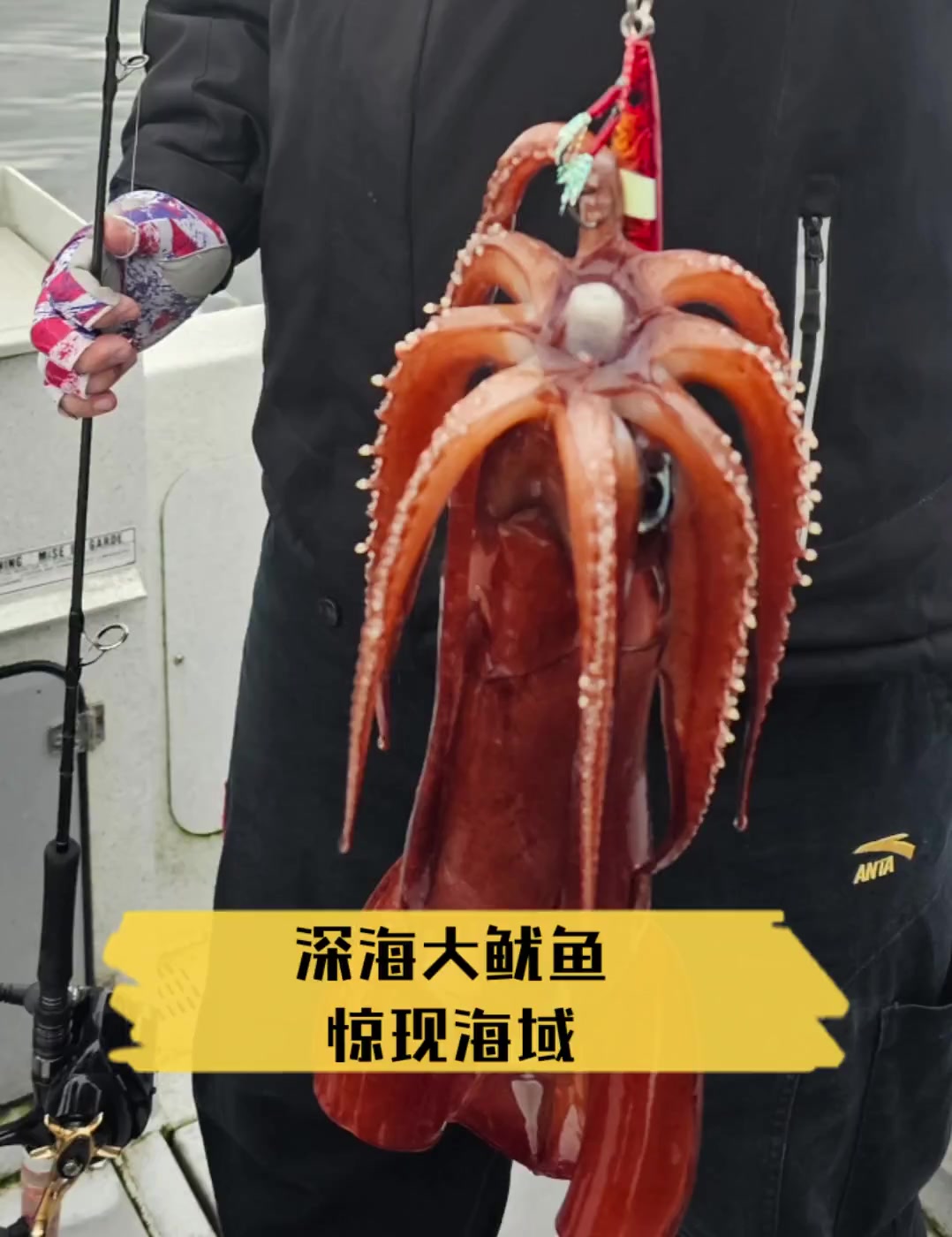 深海大鱿鱼,惊现海域