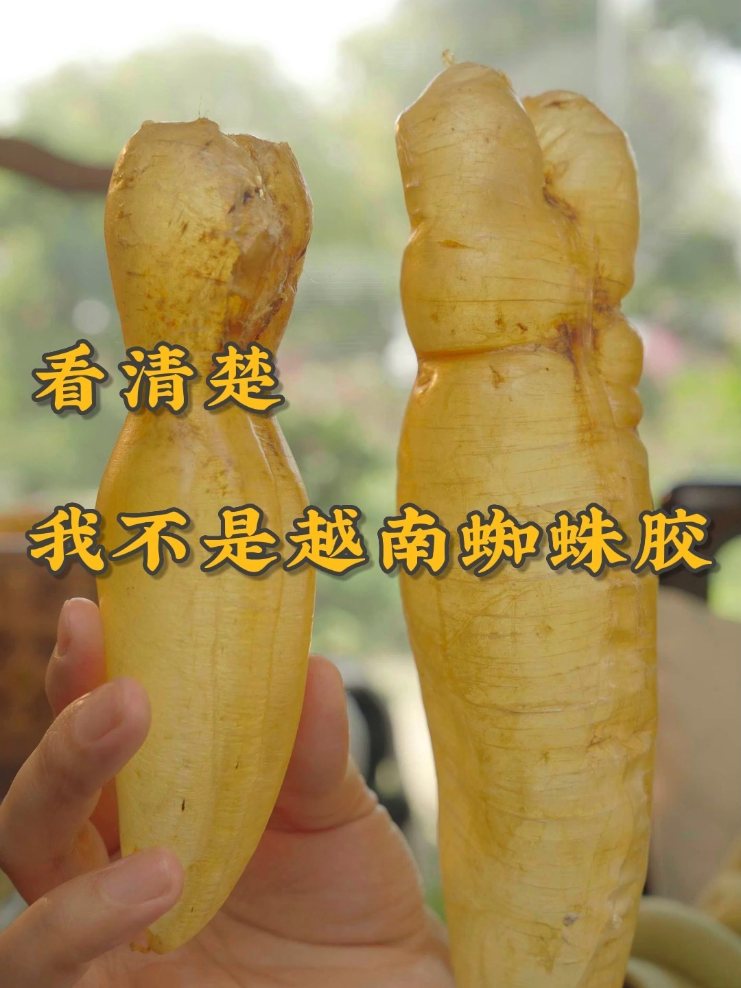 东南亚黄花胶和越南蜘蛛胶,看懂避免踩坑