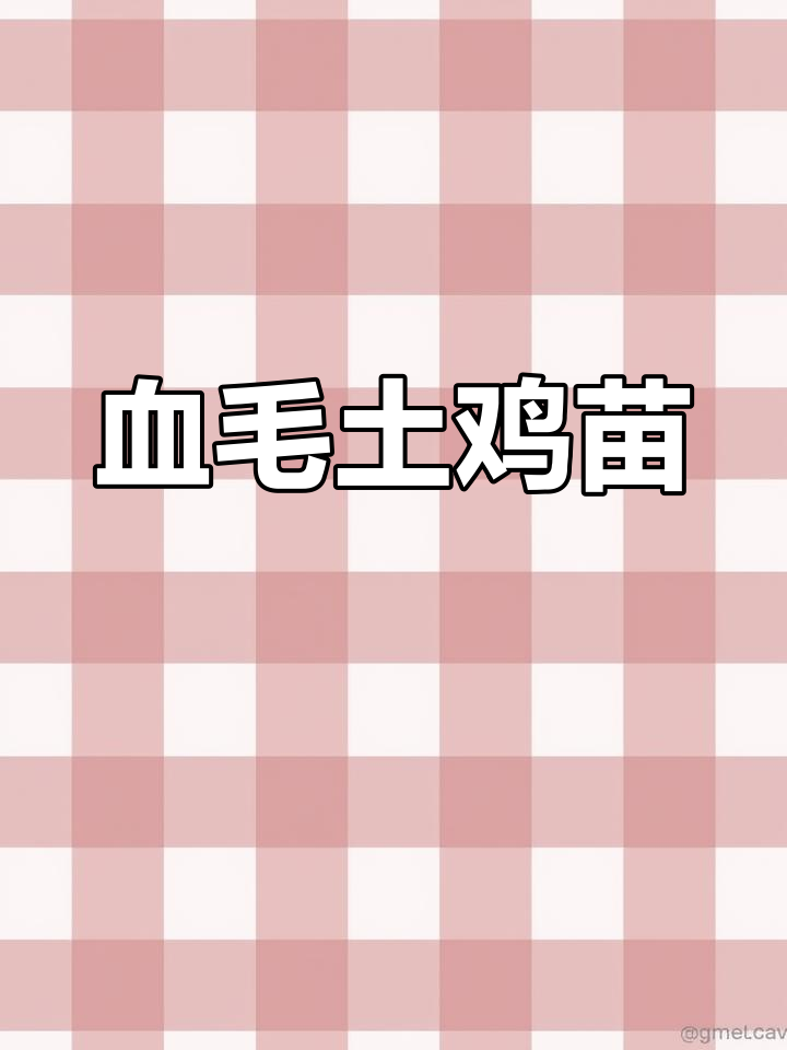 21号血毛土鸡苗,数量多,欲购从速!