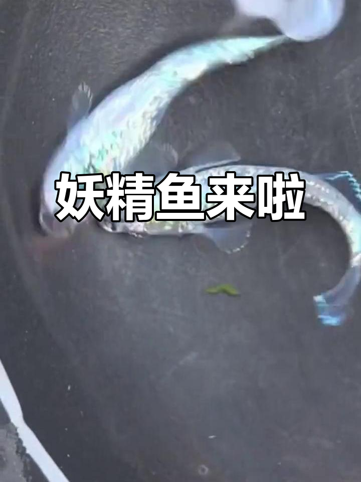 妖精鱼来了!古法养鱼的独特造型,你最喜欢哪种品种?