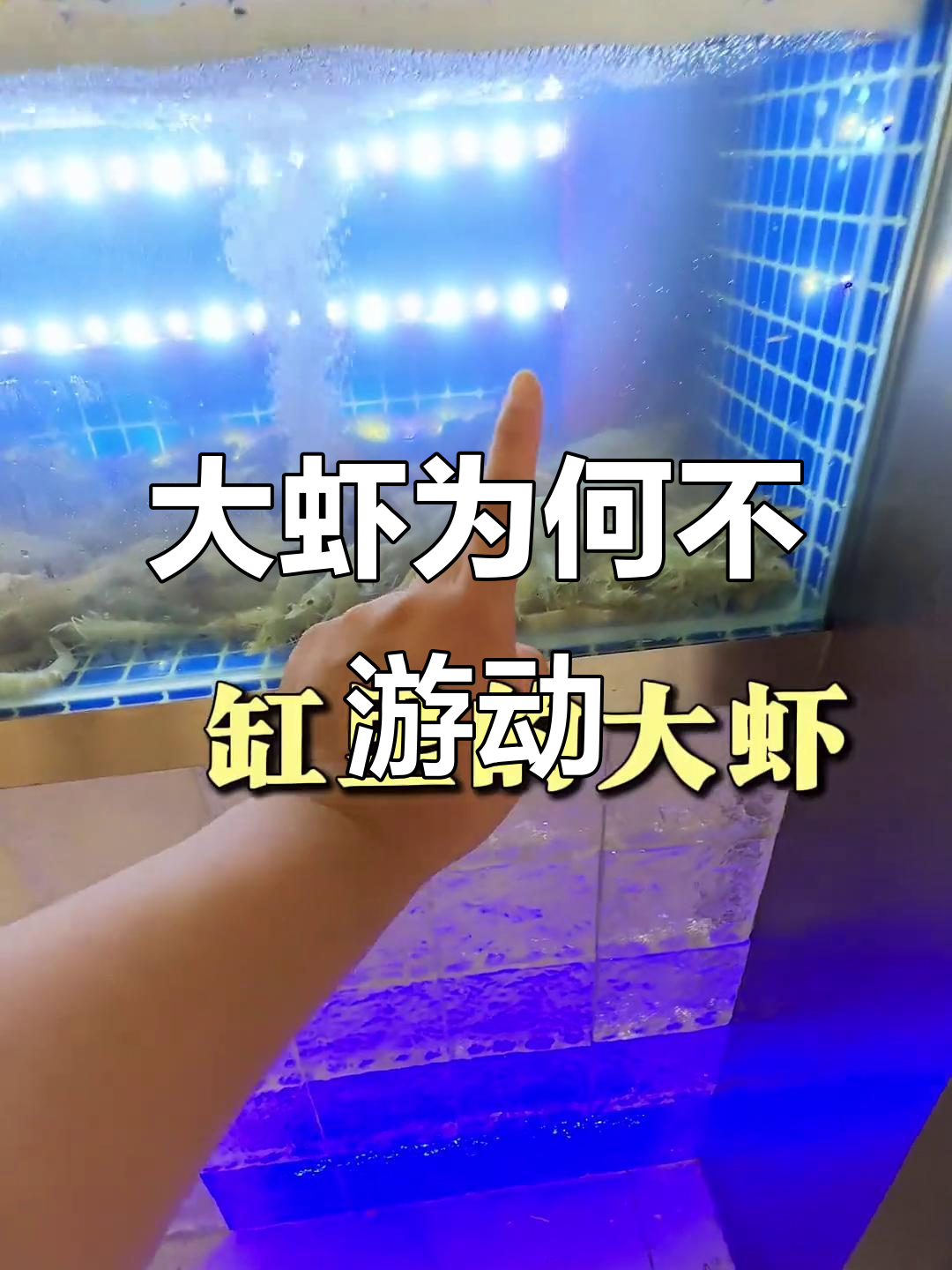 为什么大虾一动不动?揭秘火锅店里的秘密