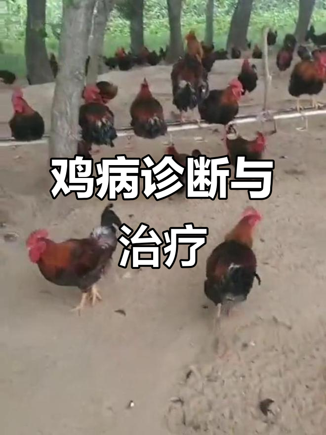 鸡群出现这些症状,可能是囊支原体感染!