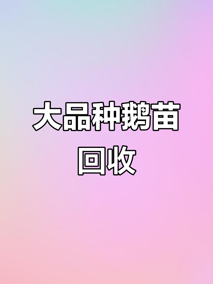 朗德鹅苗回收与成品销售,大品种鹅的成长之路