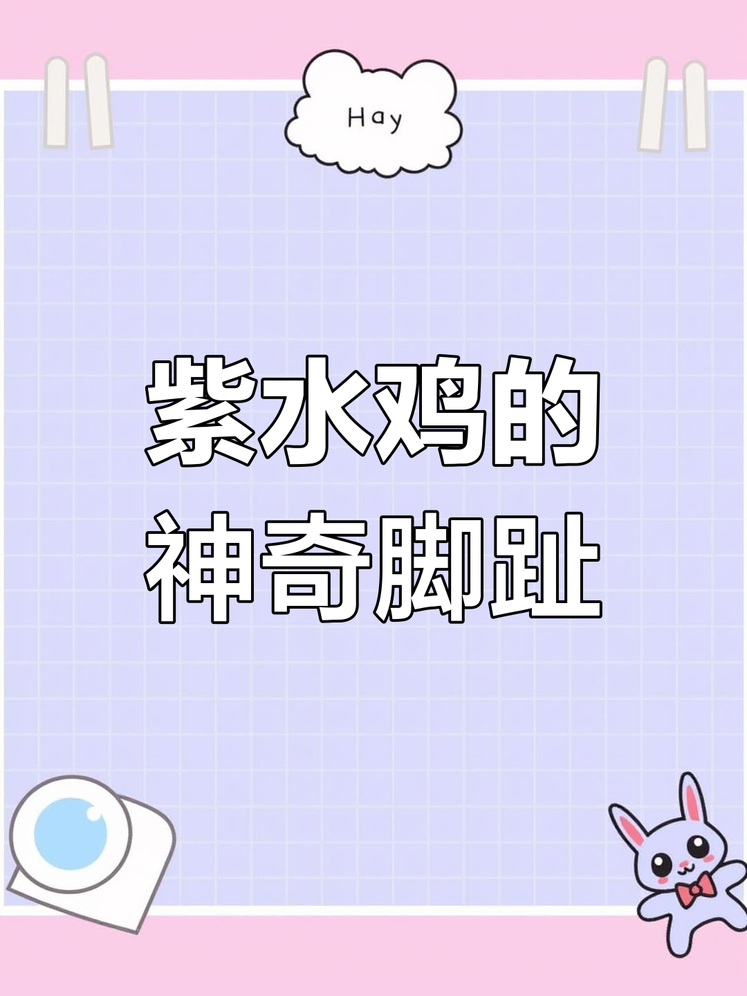紫水鸡:用大脚捉螺,沼泽中的行走高手