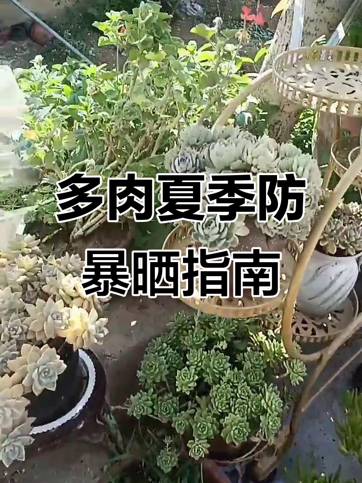夏季多肉植物如何防晒？这些品种不能直晒