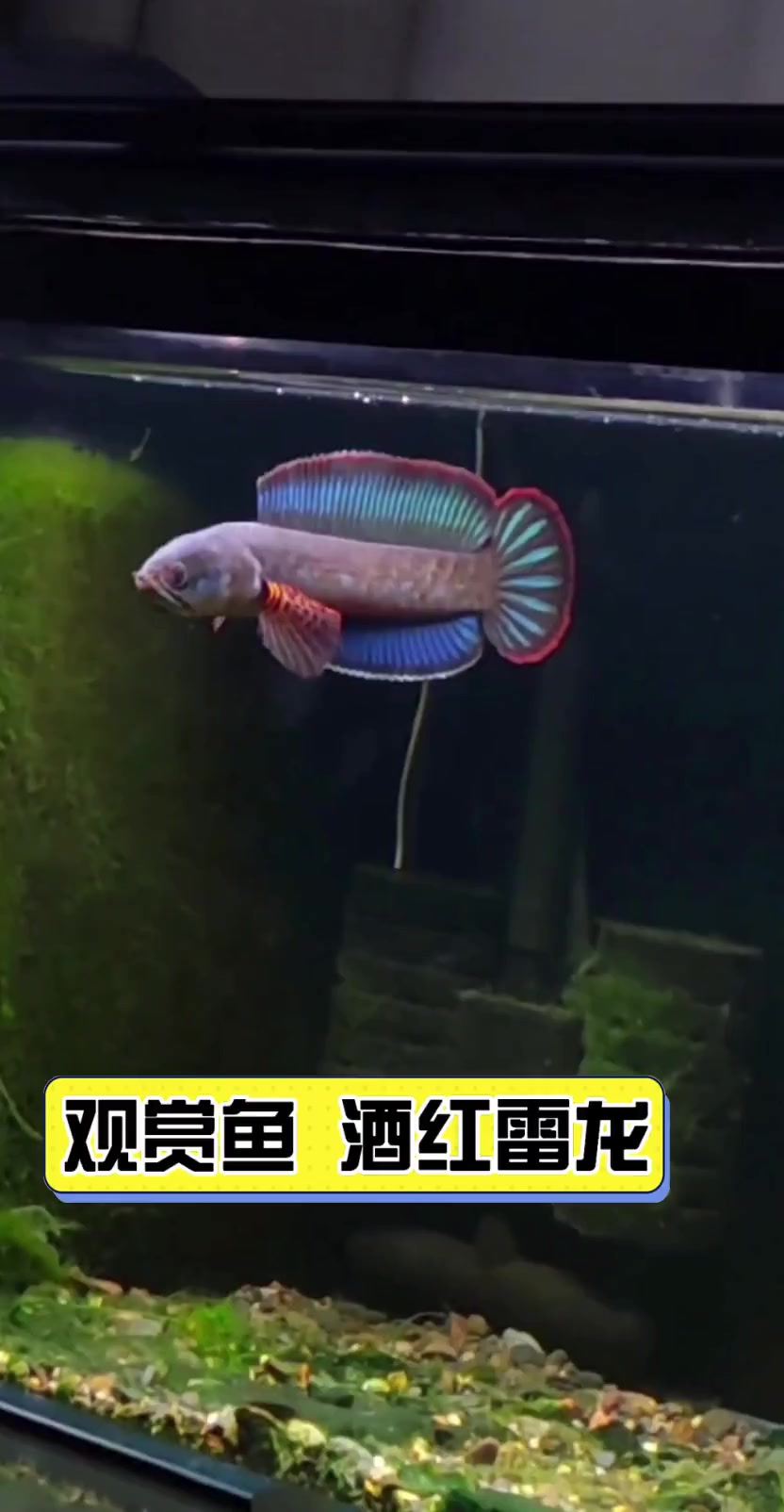 观赏鱼酒红雷龙