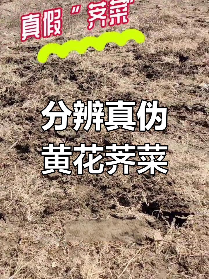 如何辨别真假黄花荠菜,根茎才是关键