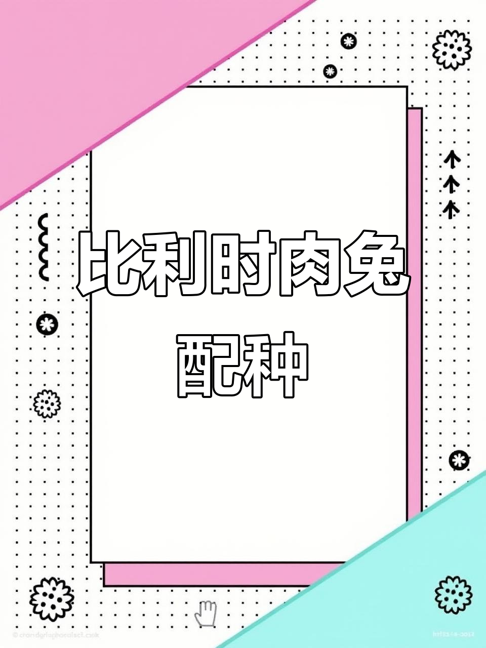 青紫蓝肉兔与比利时母兔配对,四只公兔大青年
