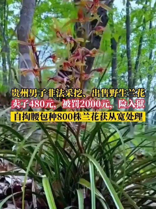 贵州男子非法采挖、出售野生兰花!卖了480元,被罚2000元,险入狱(来源:红星新闻)#野