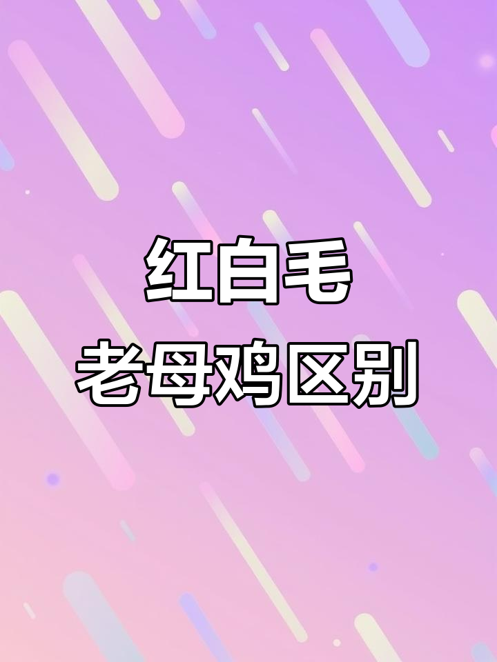 红毛白毛老母鸡大比拼，哪种更胜一筹？