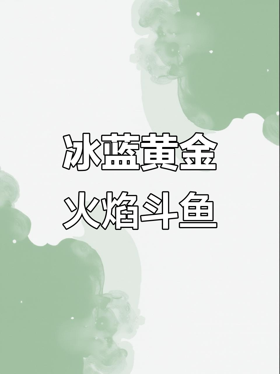 冰蓝黄金火焰斗鱼:澳洲红火与浴血蓝火的完美结合