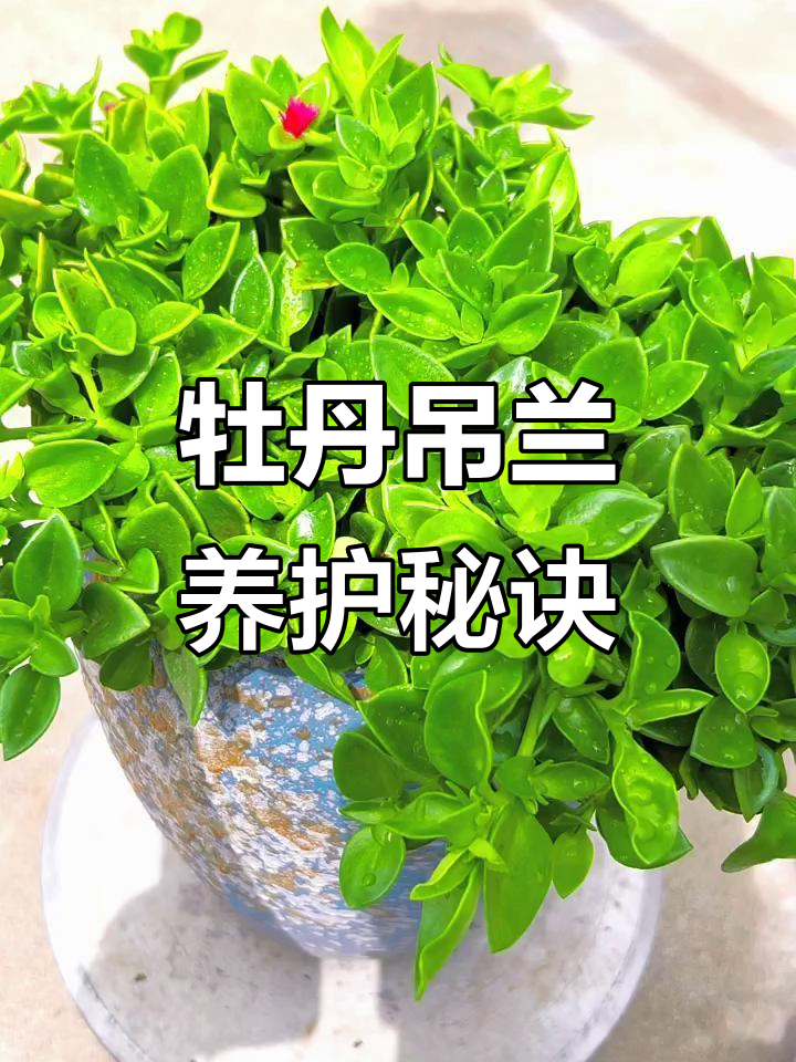 牡丹吊兰修剪技巧大揭秘,轻松开花多