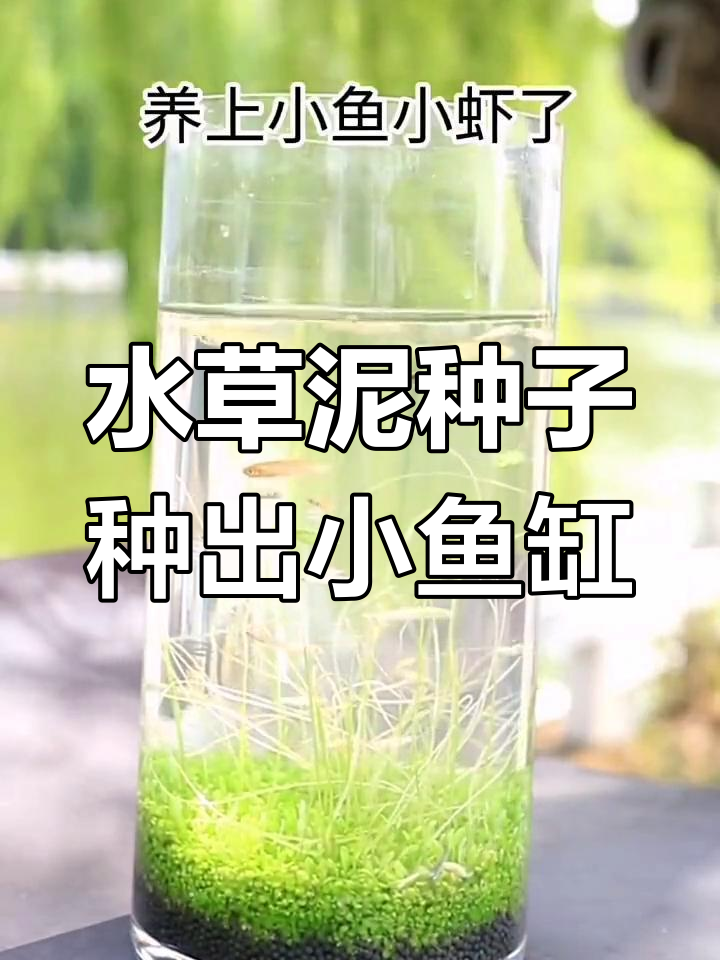 十天打造水草生态瓶,轻松养鱼虾