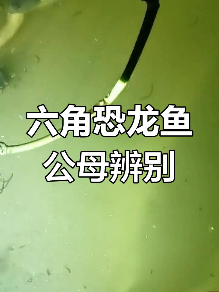 如何分辨六角恐龙鱼的性别
