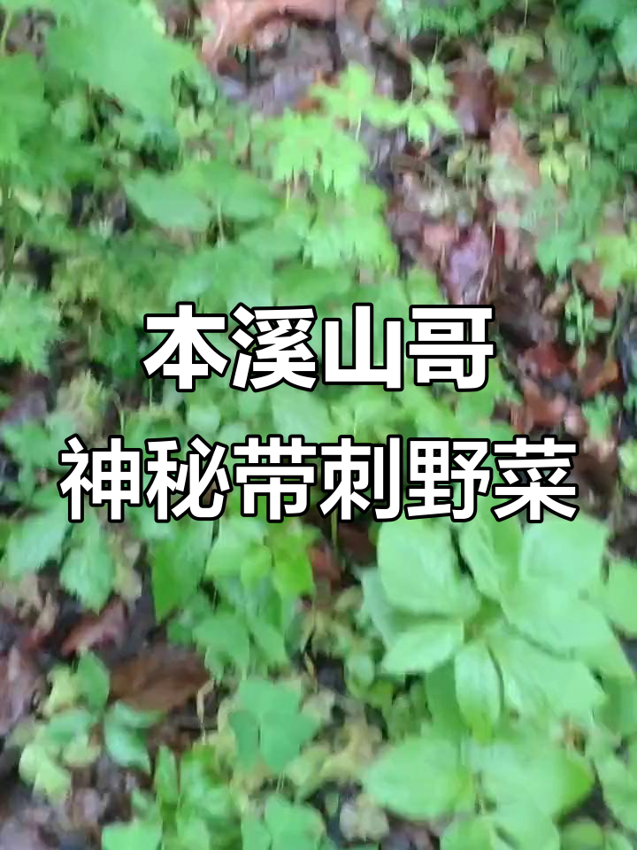 本溪山哥带你认识一种带刺的野菜,你能猜出它的名字吗?