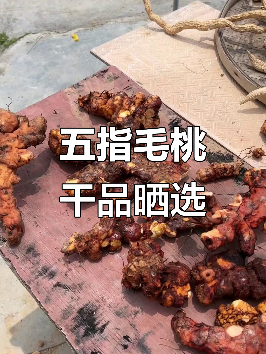 百年金钱豹与牛大力,土茯苓五指毛桃的奇妙搭配