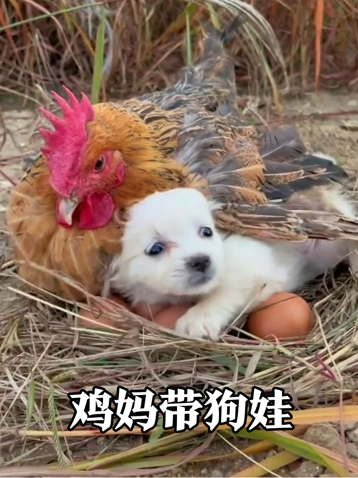母鸡孵蛋遇碰瓷小狗，直接搂怀里当娃养，太暖心！