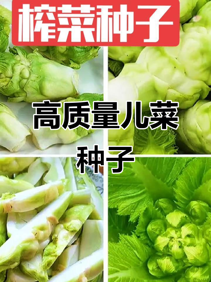 儿菜种子,家庭种植必备优质蔬菜