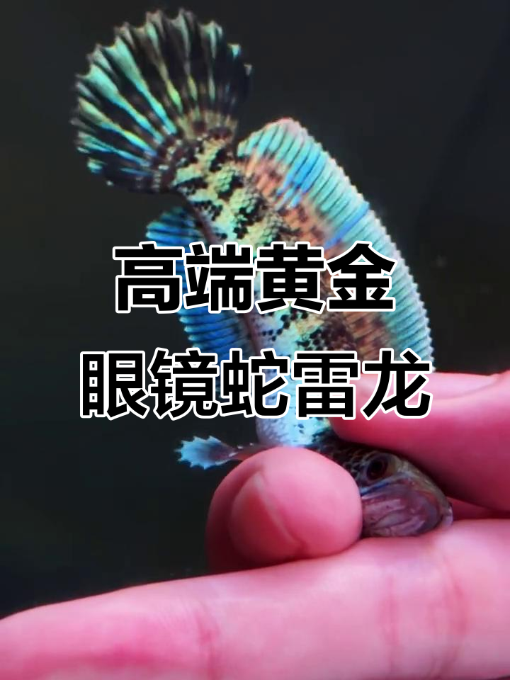 黄金眼镜蛇雷龙:专注高端,专业品质