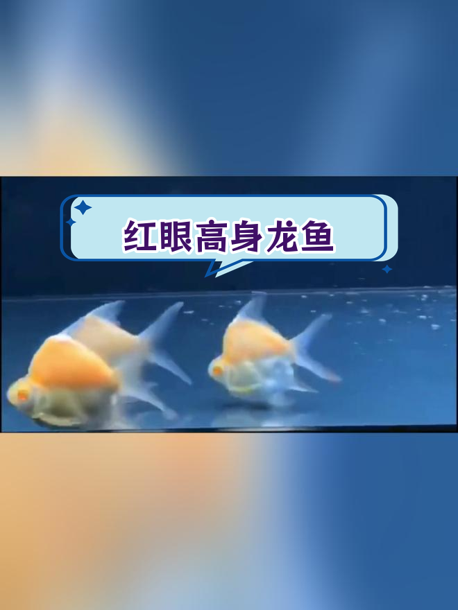 双色泰国柠檬鲫,元宝体型