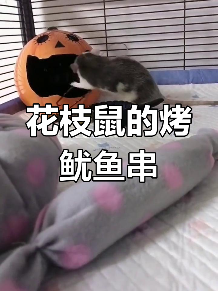 巨无霸鱿鱼烤串,傻鼠也能享受撸串乐趣