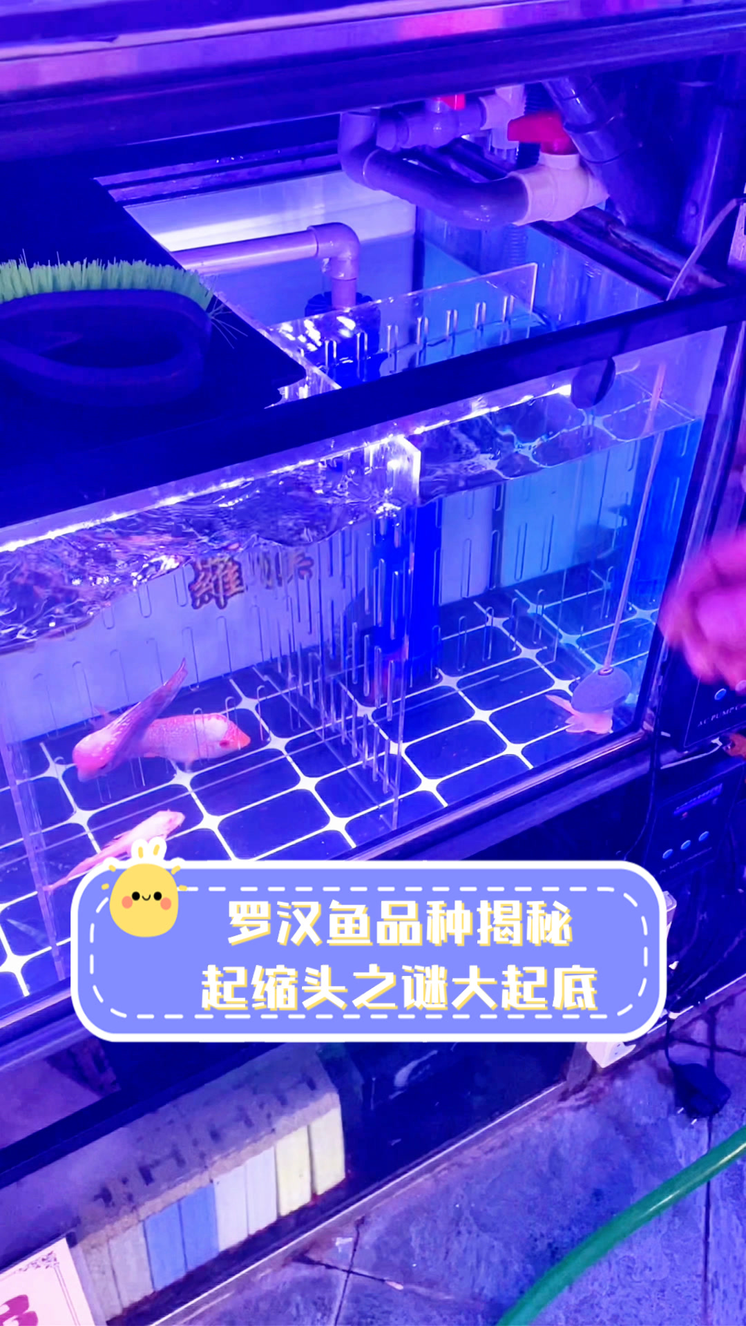 罗汉鱼品种揭秘，起缩头之谜大起底