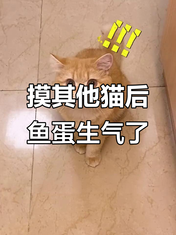 摸了别的猫回家，鱼蛋醋意大发！