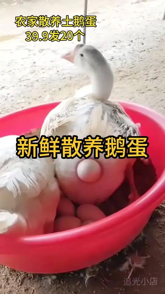 农家土鹅蛋39.9发20枚，抢到就是赚到