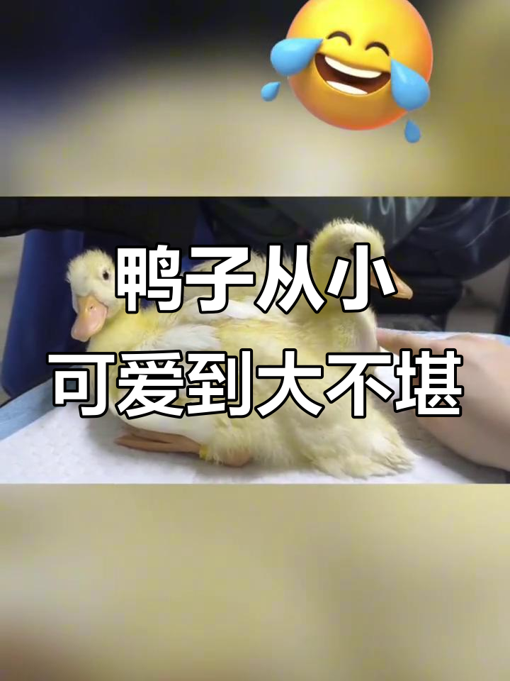 小鸭子的成长变化,从奶黄到“丑小鸭”的蜕变