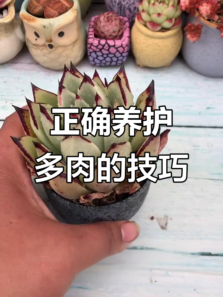 多肉种植全攻略,避免叶片消耗的正确方法