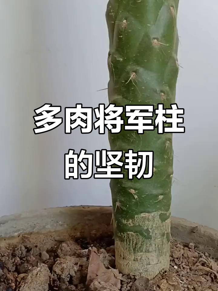 1.02米多肉将军柱,生命力顽强展现独特美丽