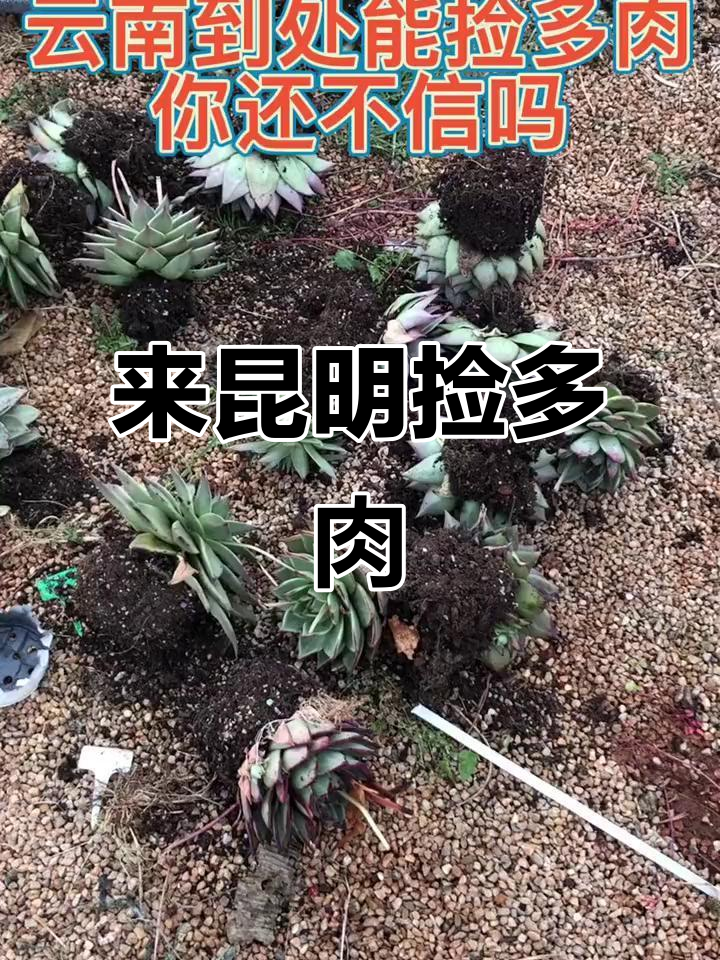 昆明多肉种植基地，带你捡肉肉的乐趣