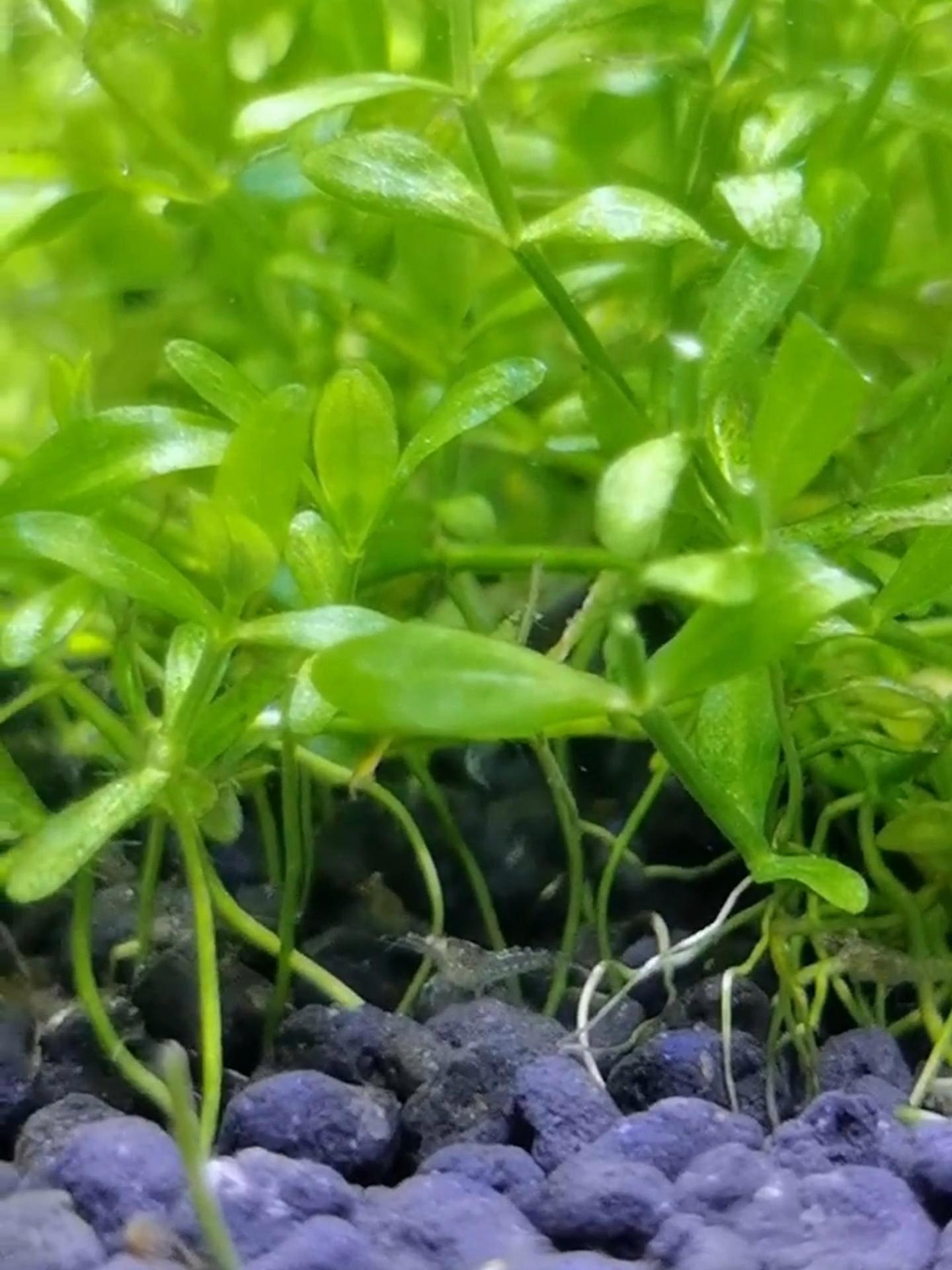 鱼缸里的大自然 黑壳虾成功下幼崽