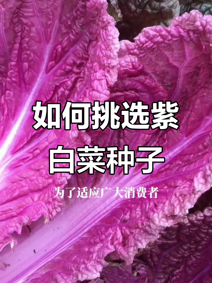 紫白菜种子选择指南:便宜与纯杂交品种的差异
