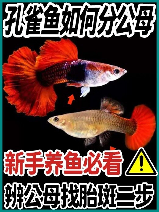 孔雀鱼辨分母找胎斑只要二步,新手必看