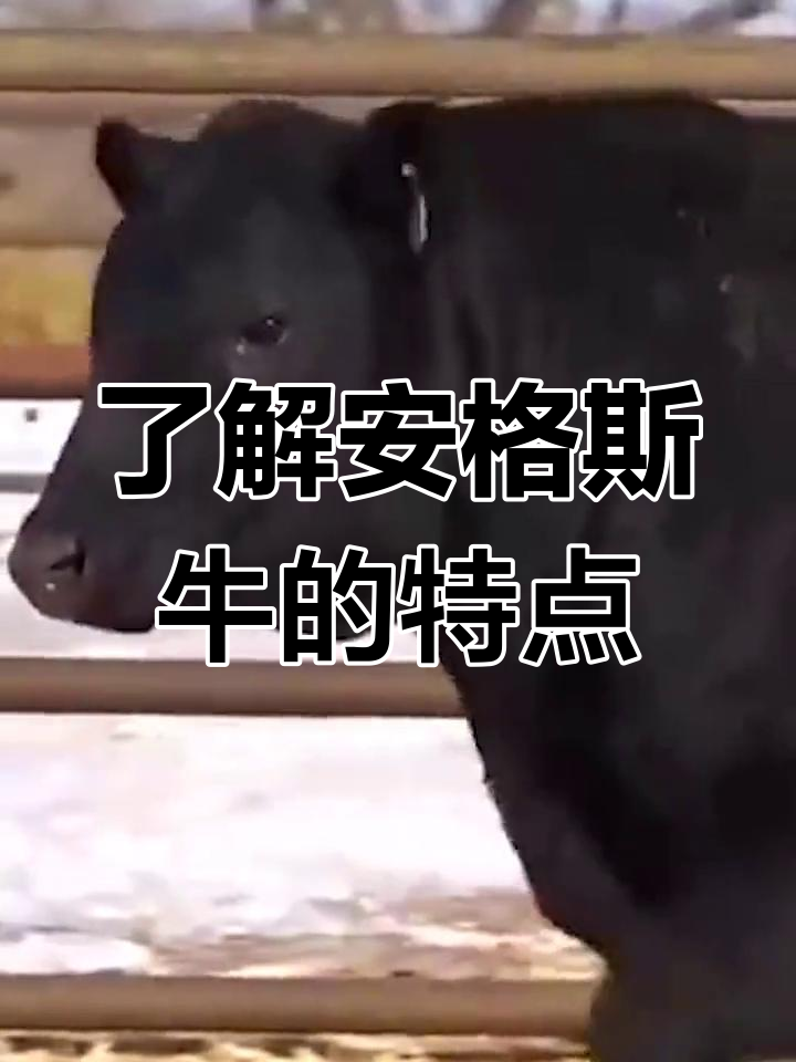 安格斯牛:英国原产,精养高产的优质牛肉品种