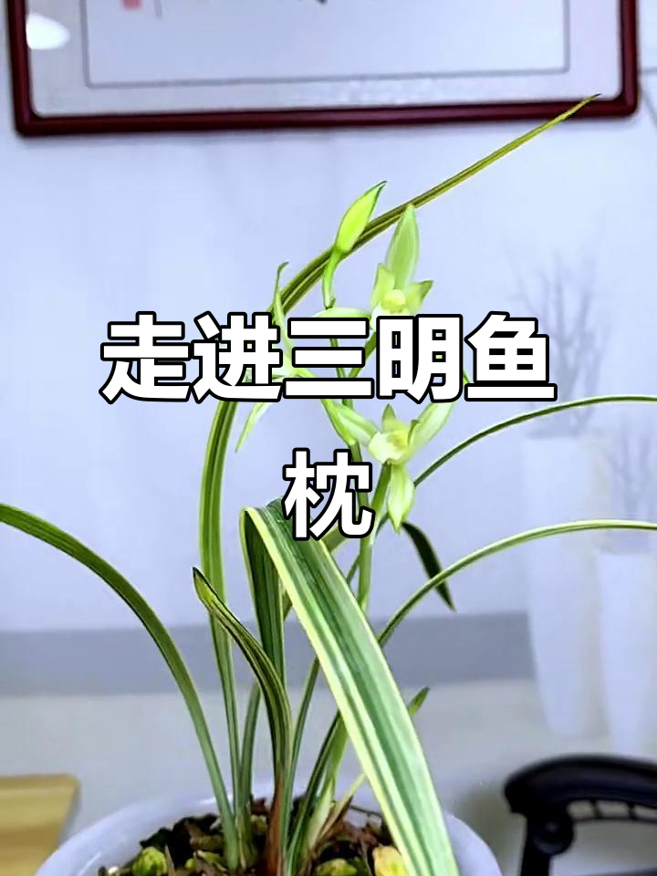 三明鱼枕的独特魅力,探秘传统工艺