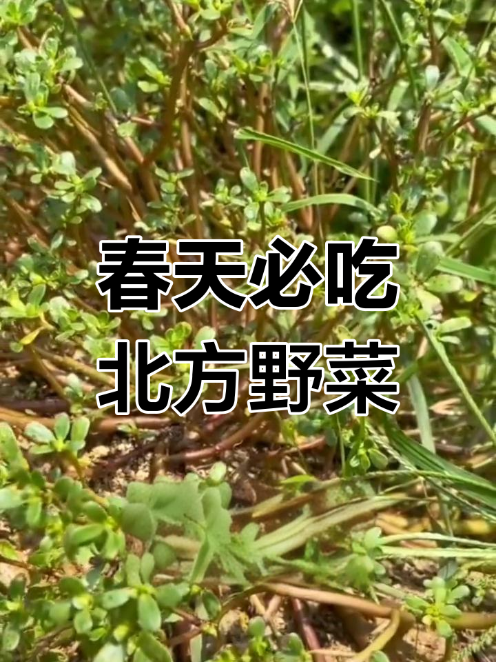 北方春季野菜大揭秘,这些乡野生趣你尝过吗?