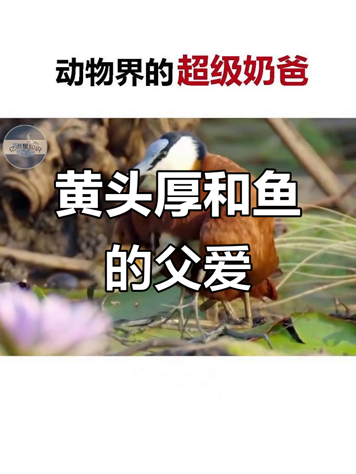 动物界的超级奶爸,黄头后颌鱼用口孵化小鱼