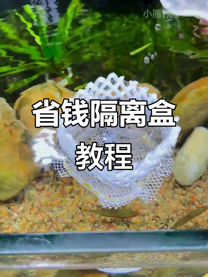 教你轻松制作省钱隔离盒,孔雀鱼爱好者必看!
