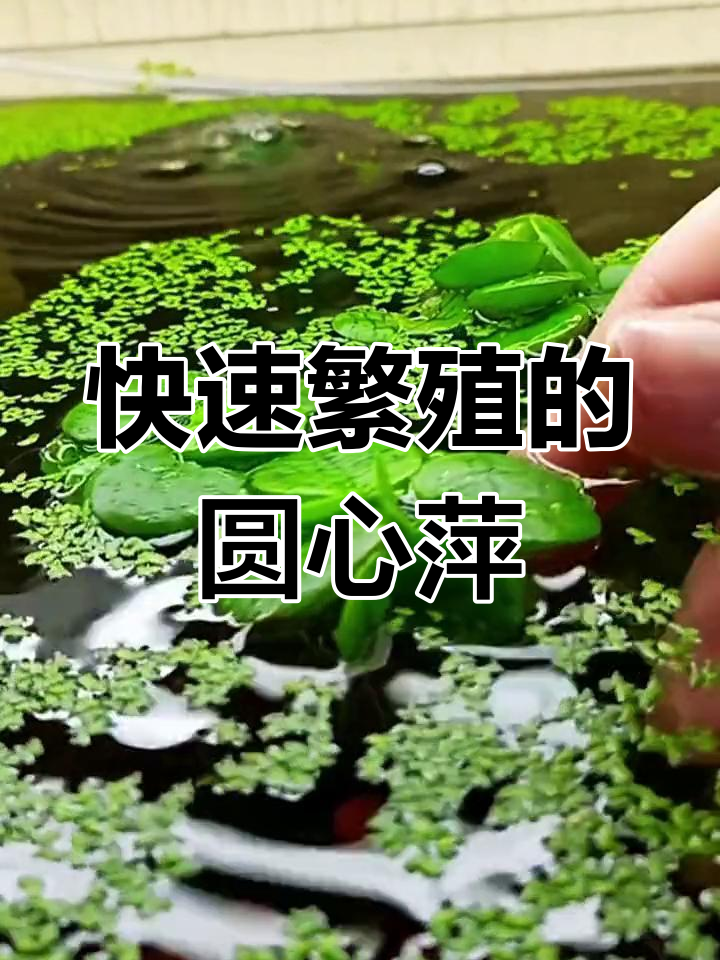 圆形浮萍水草,轻松净化水质,鱼缸造景必备