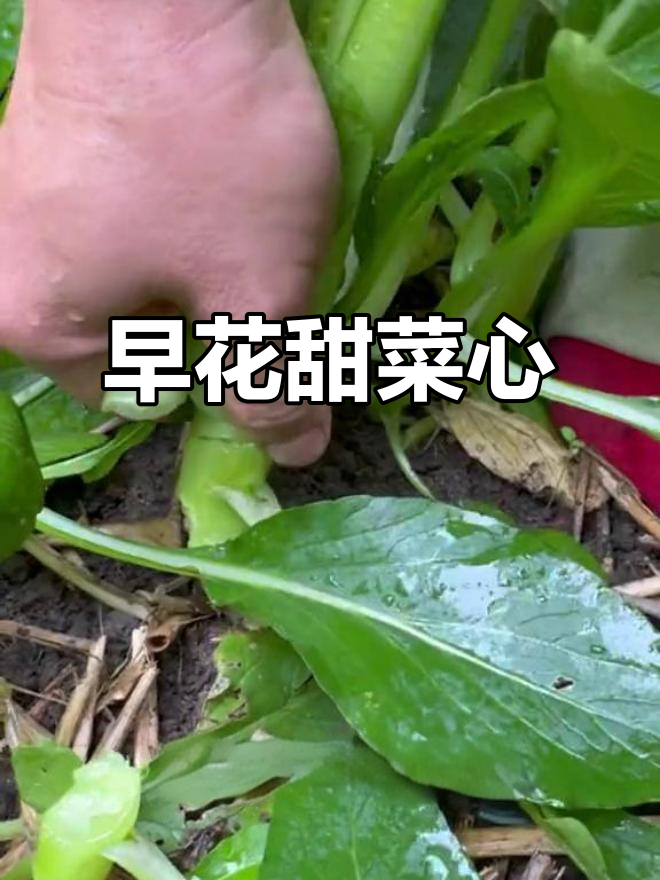 三月种下的甜菜心,竟然提前绽放了!