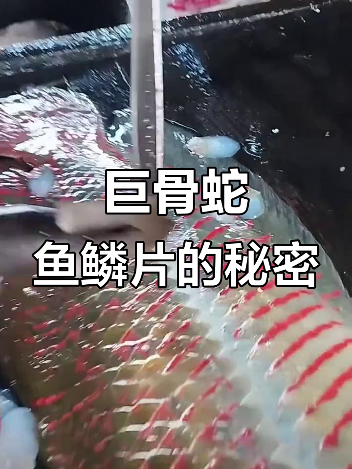 巨骨蛇鱼鳞片硬如钢板,竟能抵挡食人鱼的撕咬