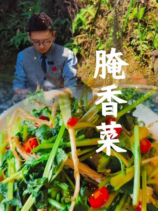 第46集|香菜咸菜 香菜长久保存可以吃一冬天的做法,哏臭豆腐一样,爱的人爱的不得了,但是腌