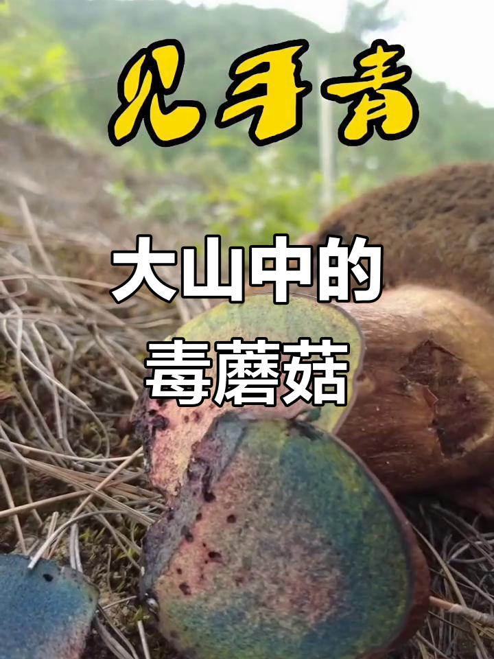 云南大山里的致命美味，见手青让你无法自拔