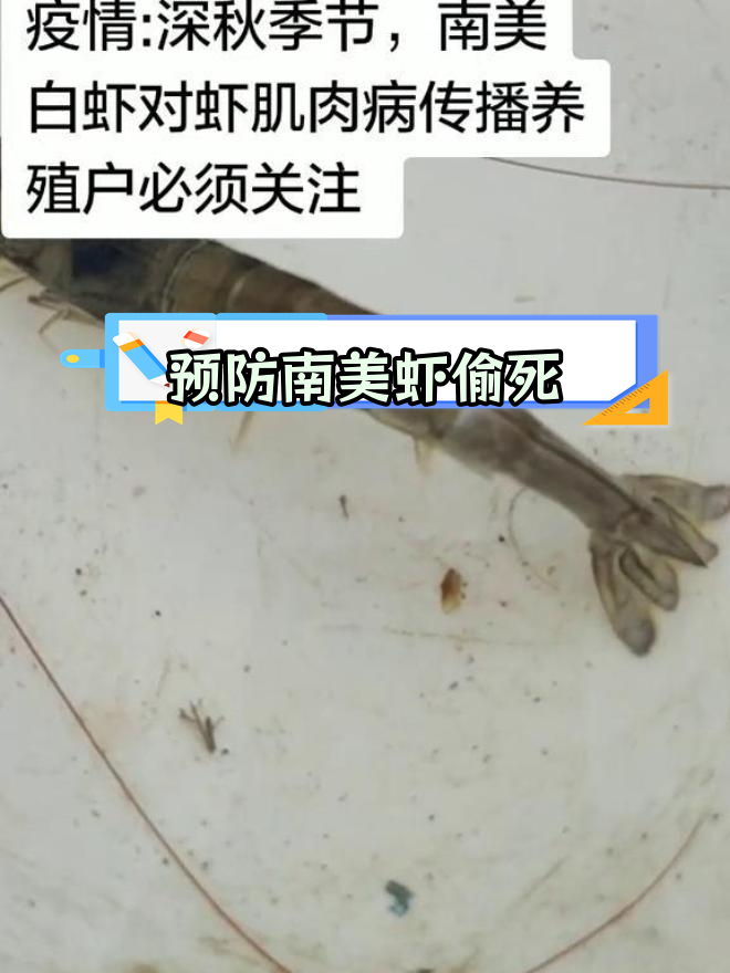 南美白对虾肌肉白浊现象,养殖注意事项
