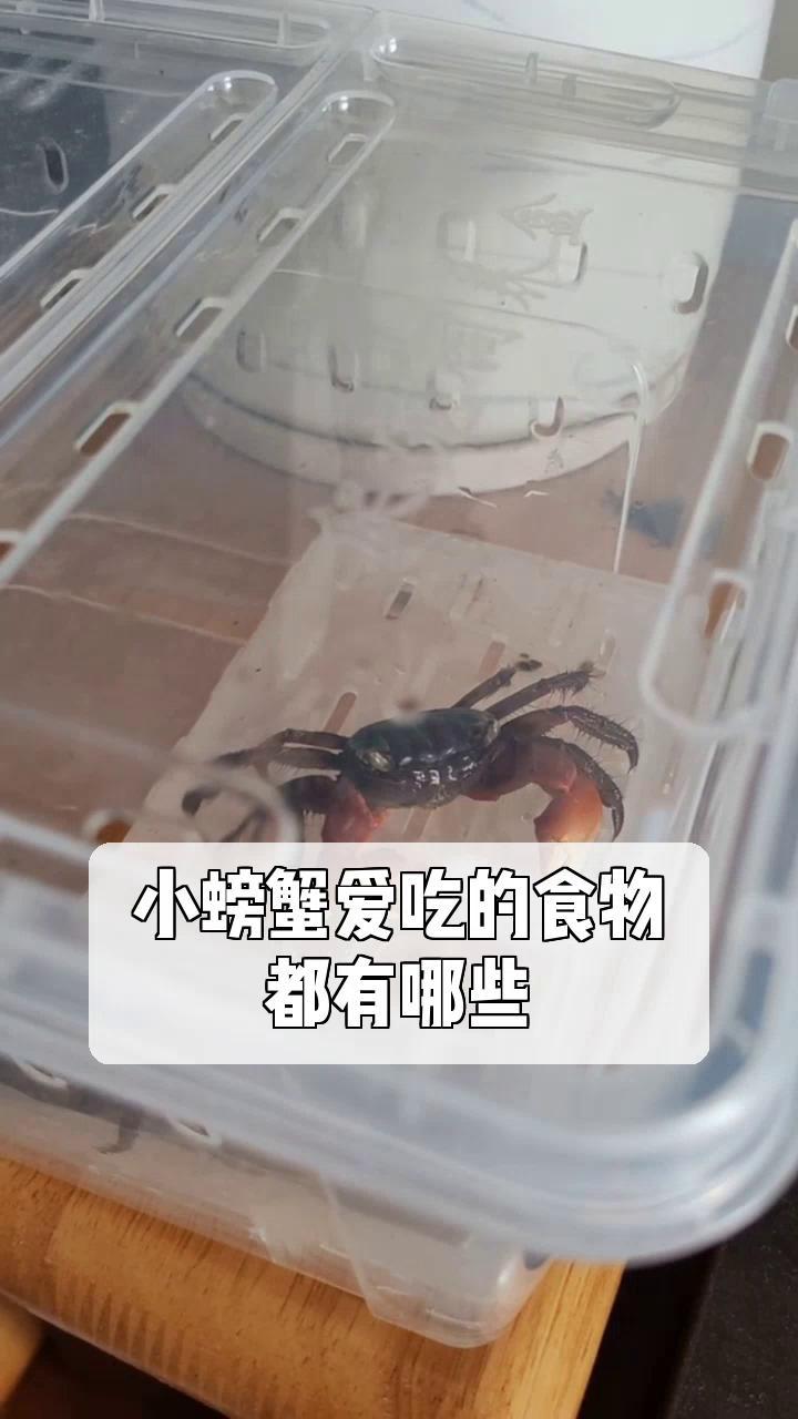 小螃蟹爱吃的食物,都有哪些