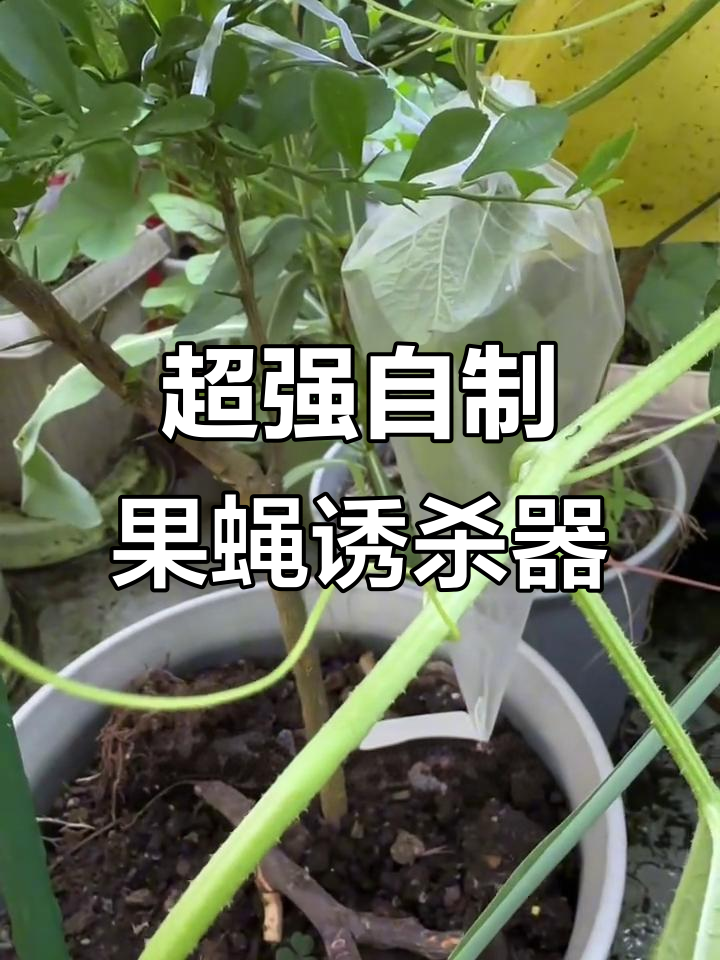 自制果蝇诱捕器,轻松守护瓜果免受侵害