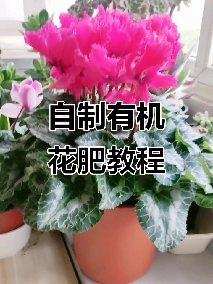 利用果皮和鸡蛋壳做有机花肥,简单又环保