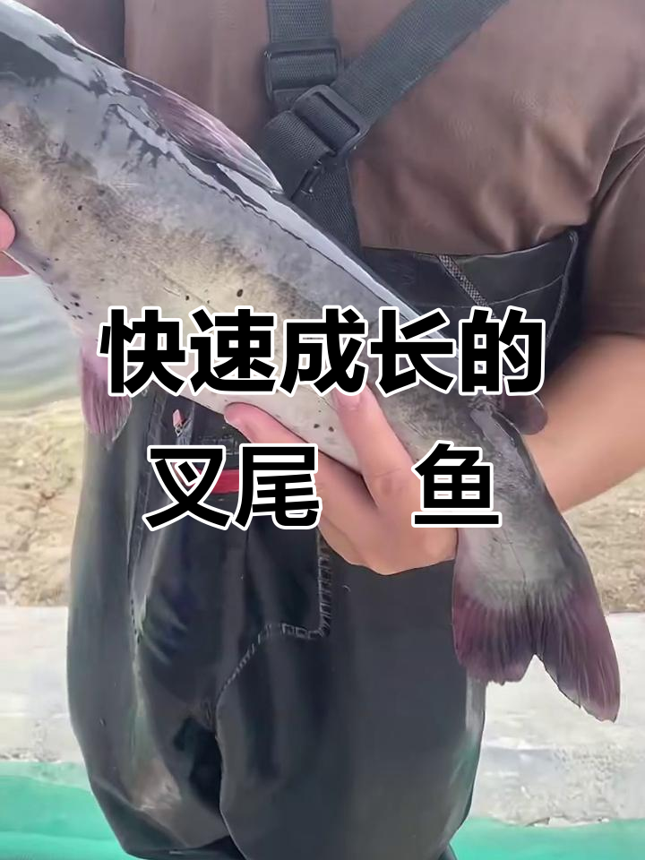 斑点叉尾鮰鱼苗:生长迅速,适应性强,美味鲜美